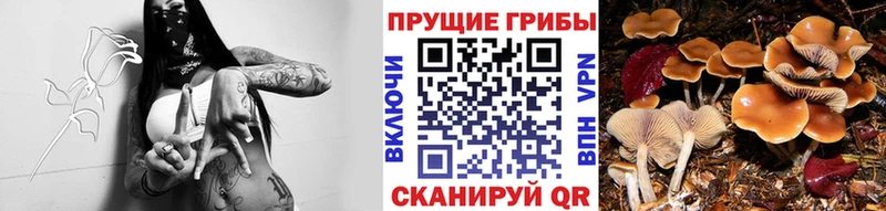 наркота  Нязепетровск  Псилоцибиновые грибы мухоморы 